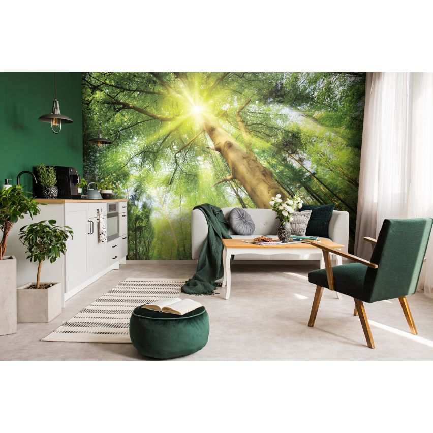 Fototapete WALD-(C10112)-Vlies-Tapete-Waldfläche Baum Sonne Bäume Licht XXL