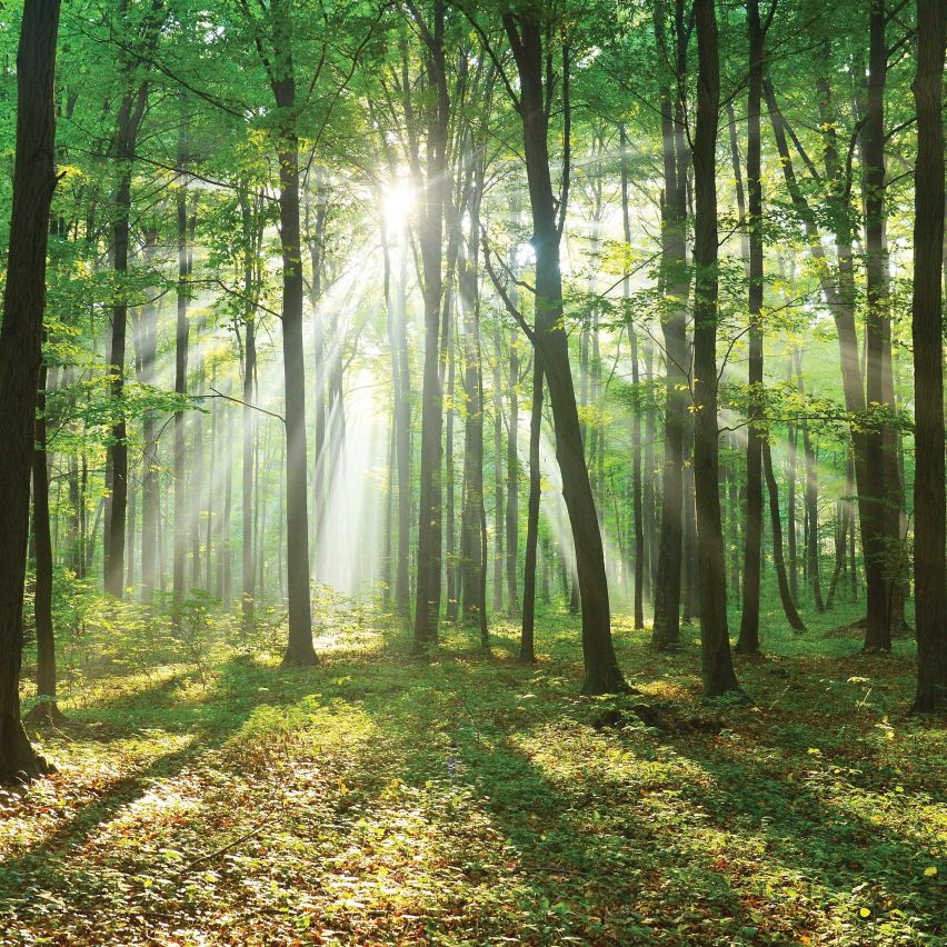 Fototapete WALD-(C10329)-Vlies-Tapete-Waldfläche Baum Sonne Bäume Licht XXL (Copy)