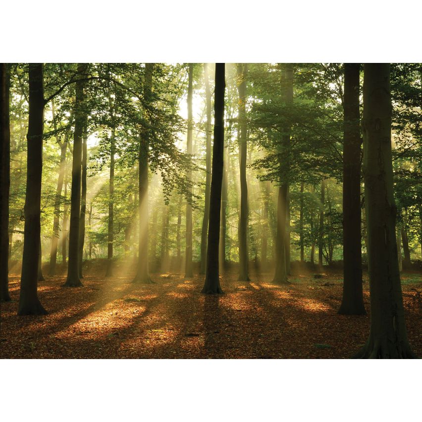 Fototapete WALD-(C10331)-Vlies-Tapete-Waldfläche Baum Sonne Bäume Licht XXL