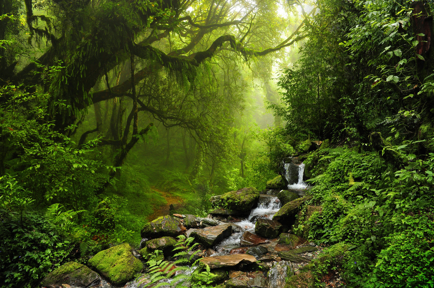 Photo Wall Mural-(1047)-FOREST-NON WOVEN-Water-Stream Nature Junglee Wallpaper