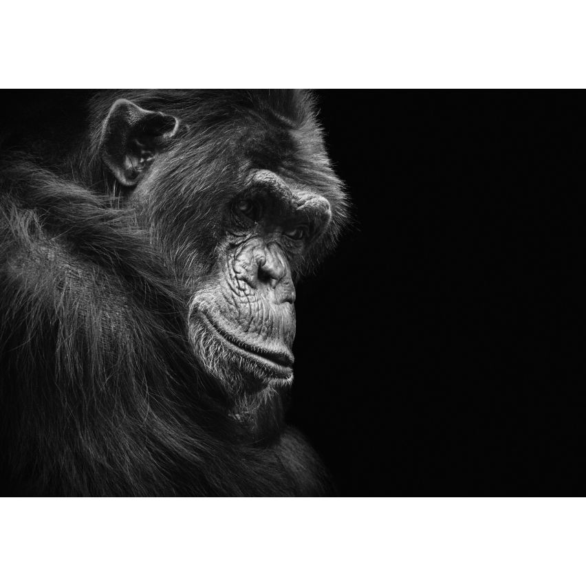 Fototapete -(C12713)-Vlies-Tapete-Tiere XXL