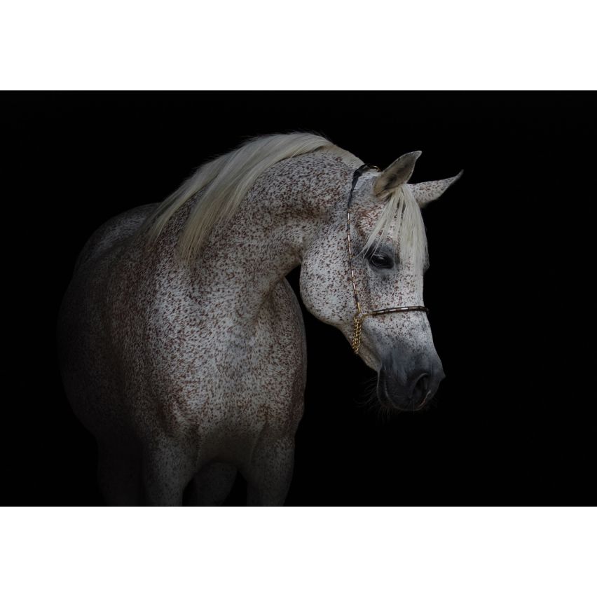 Fototapete -(C13596)-Vlies-Tapete-Tiere XXL