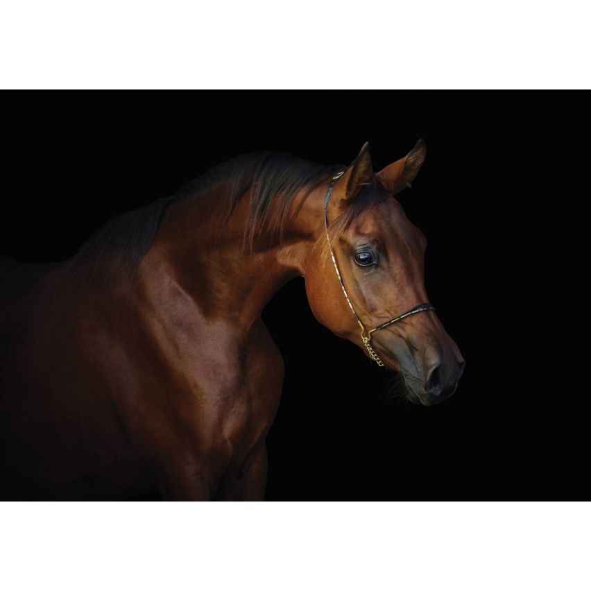 Fototapete -(C13602)-Vlies-Tapete-Tiere XXL