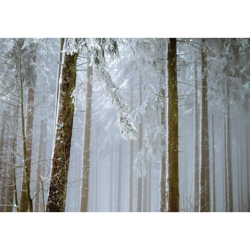 Fototapete WALD-(C13919)-Vlies-Tapete-Waldfläche Baum Schnee Bäume Licht XXL