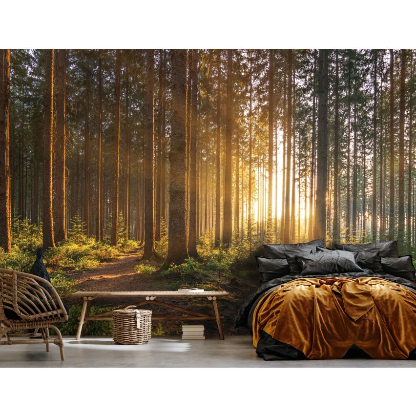 Fototapete WALD-(C14185)-Vlies-Tapete-Waldfläche Baum Sonne Bäume Licht XXL