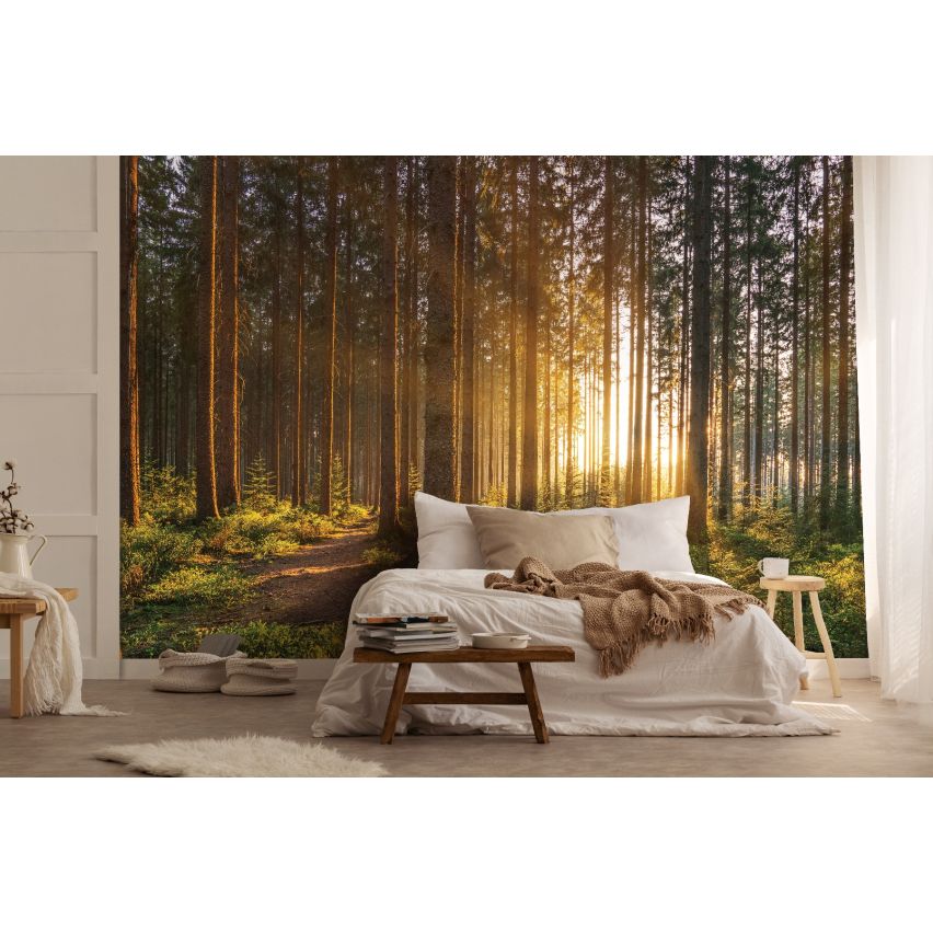 Fototapete WALD-(C14185)-Vlies-Tapete-Waldfläche Baum Sonne Bäume Licht XXL