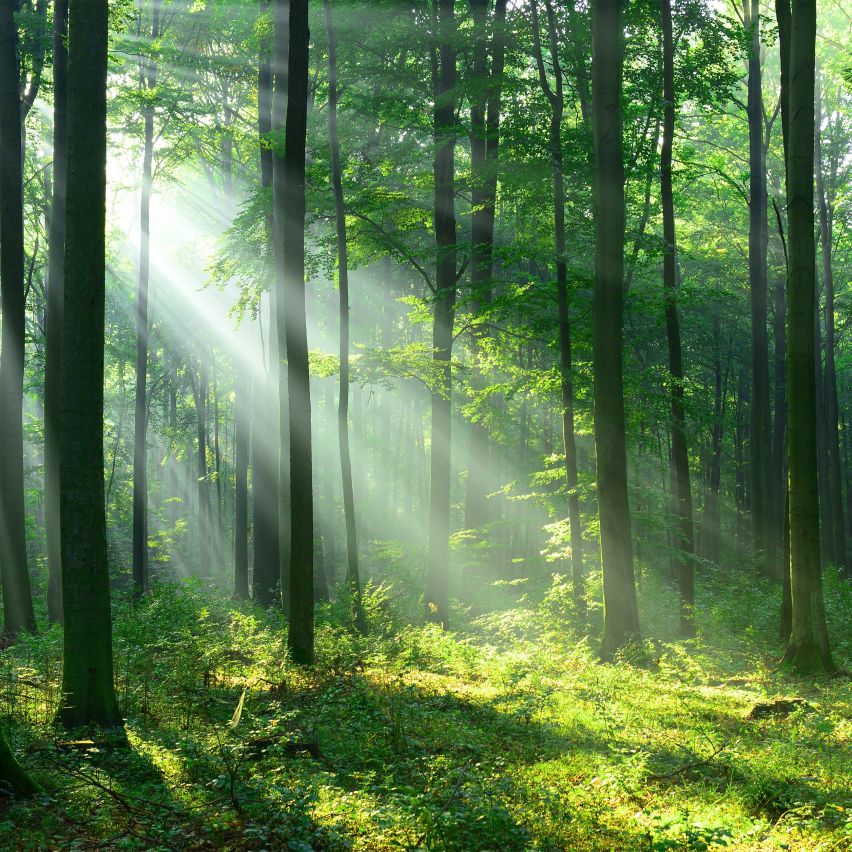 Fototapete WALD-(C14420)-Vlies-Tapete-Waldfläche Baum Sonne Bäume Licht XXL