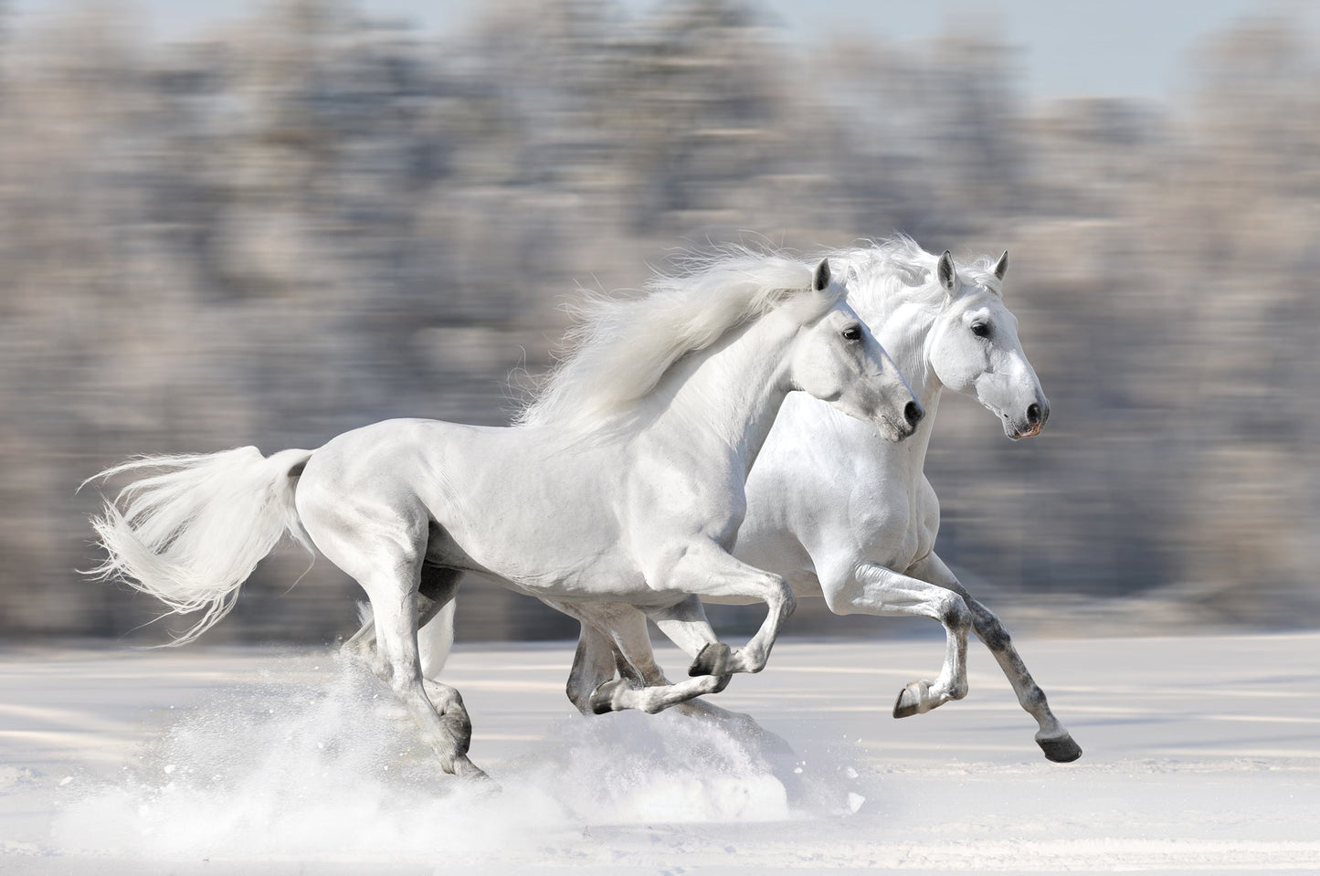 Photo Wall Mural-ROYAL WHITE-(3266J)-NON WOVEN-Wallpaper-Stalions Horses Animals