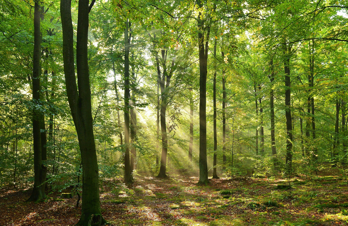 Photo Wall Mural-(363)-FOREST-NON WOVEN-Wallpaper- Jungle Tree Lake Birch Nature XXL