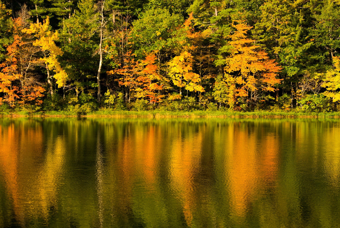 Fototapete VLIES-SEE WALD-(4029S)-Baum Natur Landschaft XXL