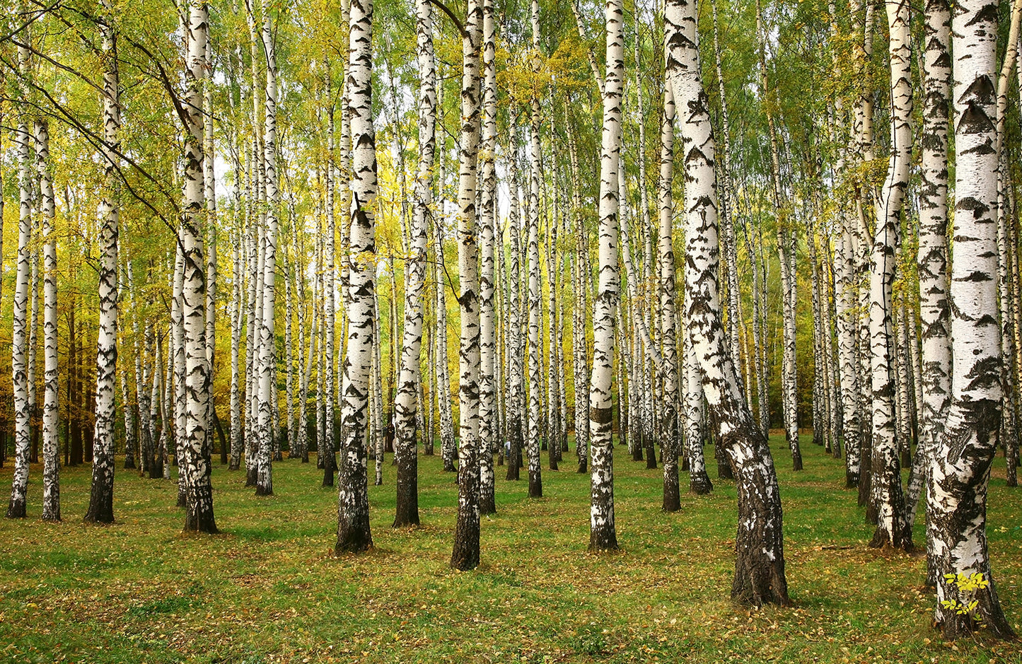 Fototapete VLIES-BIRKENWALD-(5679S)-Tapete Bäume Staude Waldfläche Forst XXL