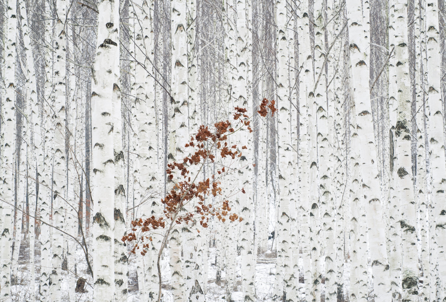 Fototapete VLIES-WALD-(6196S)-Blumen Pflanzen Bäume Tropisch Blätter XXL