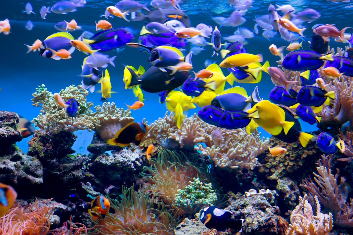 Photo Wall Mural-(646)-SEALIFE-NON WOVEN-Wallpaper-Underwater World Fisch Sharks XXL