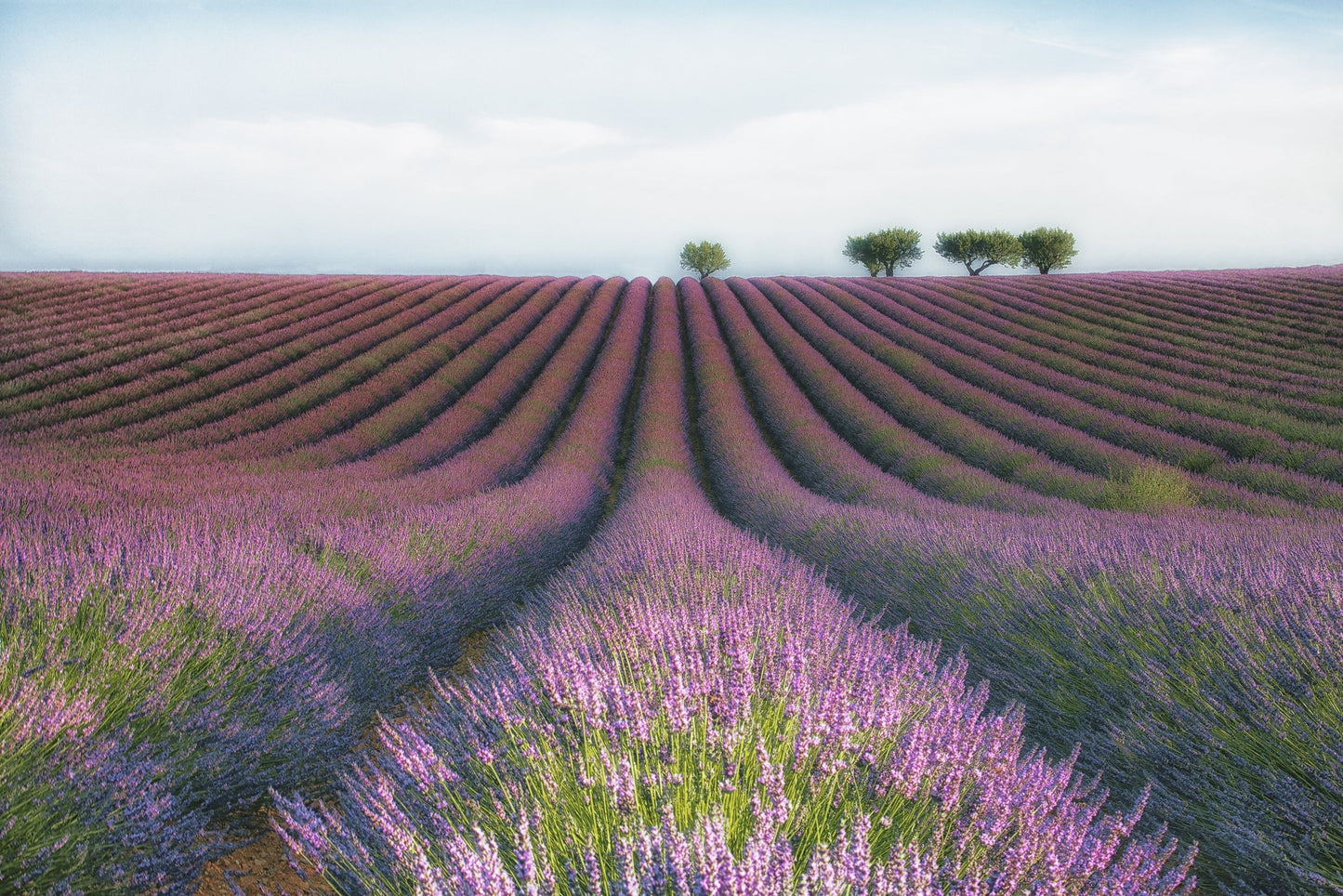 Photo Art Wall Mural-LAVENDER FIELD-(6467)-NON WOVEN-Wallpaper-Nature Flower XXL