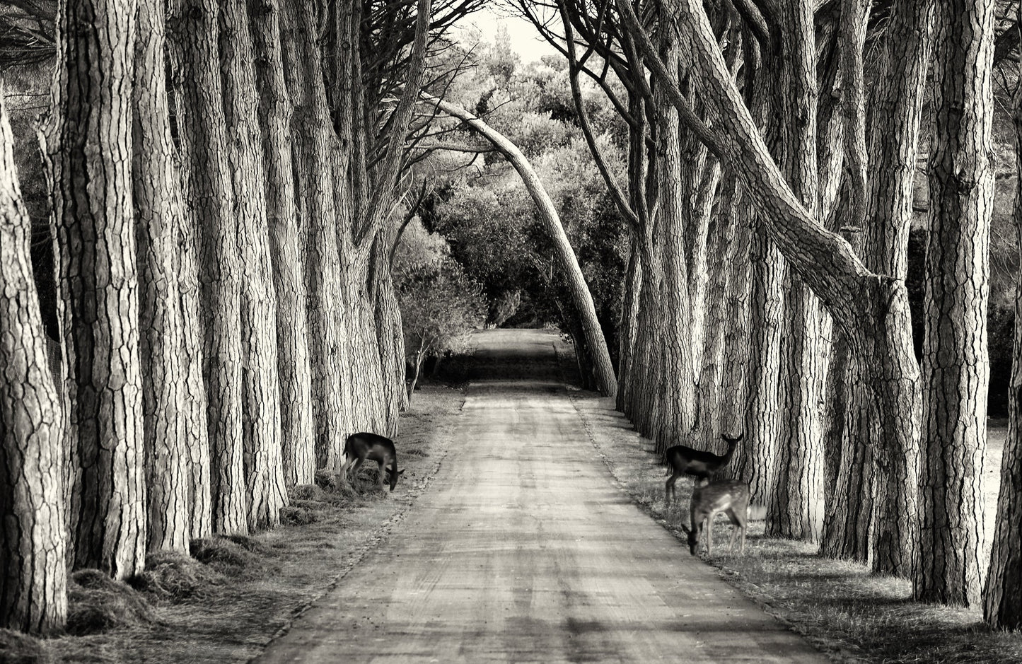 Photo Art Wall Mural-TREE ARCH ROAD-(6480)-NON WOVEN-Wallpaper-Nature Forest XXL