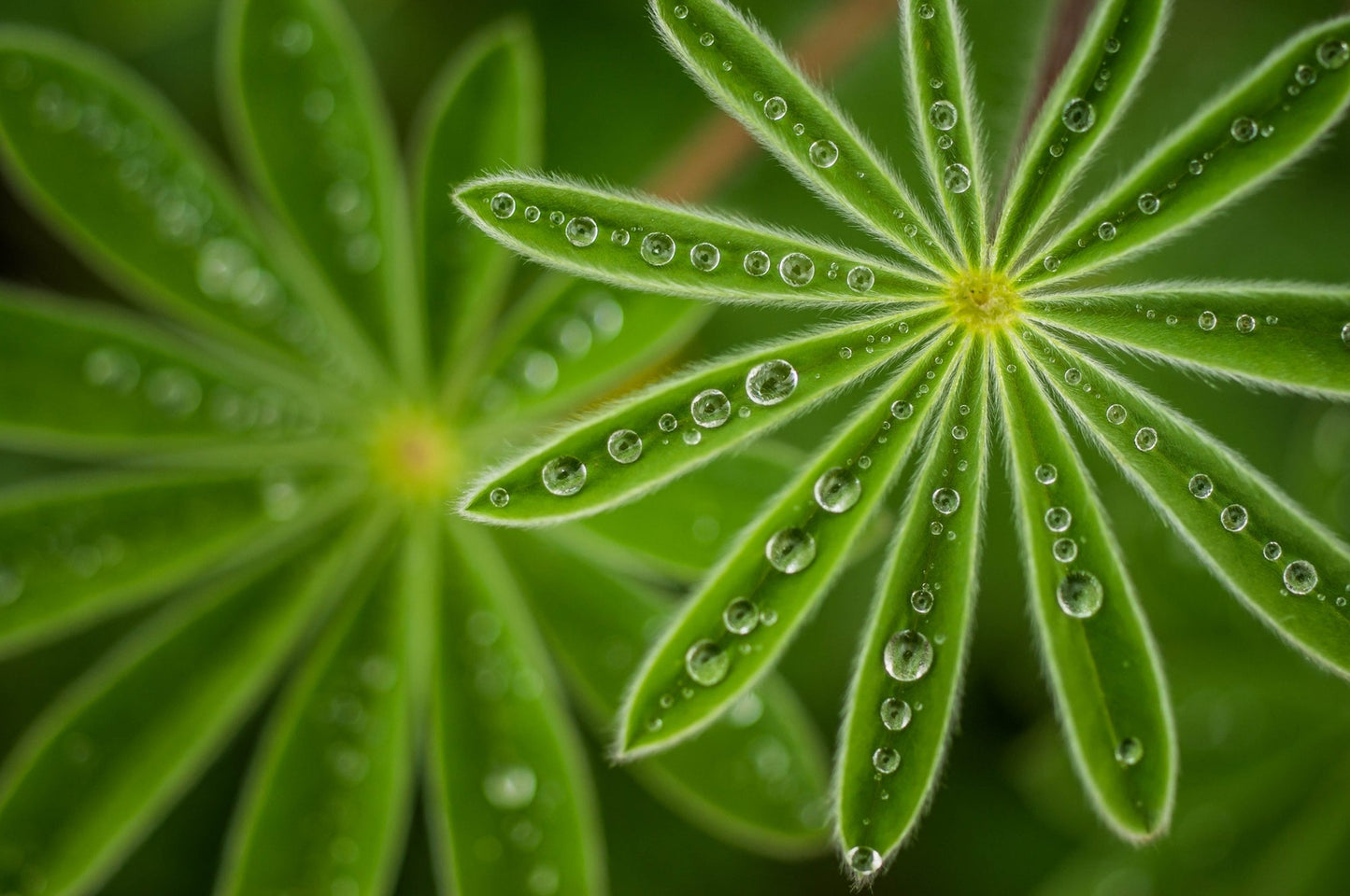 Photo Art Wall Mural-DROPS ON PLANT-(6582)-NON WOVEN-Wallpaper-Nature Water XXL