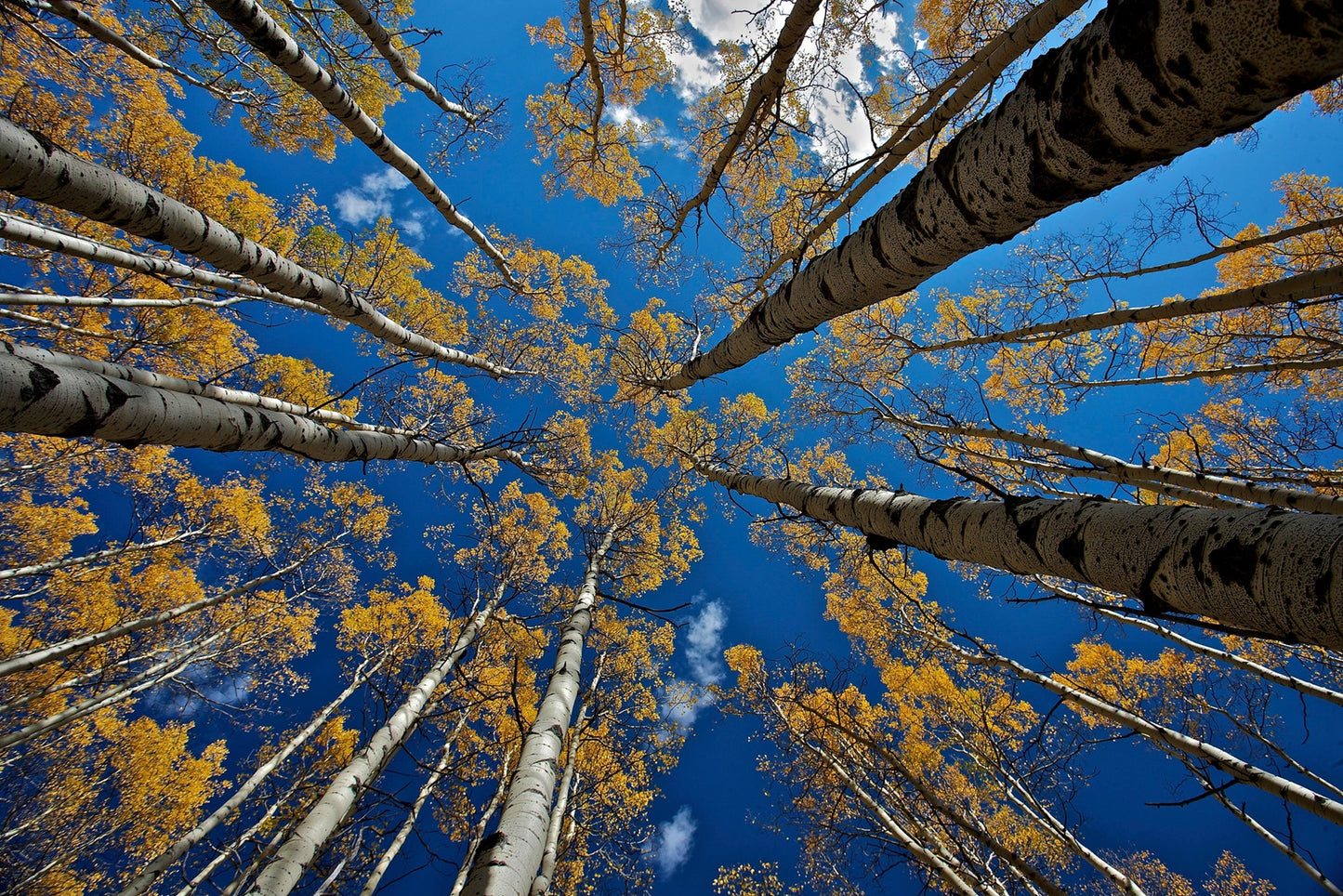 Photo Art Wall Mural-TOP OF TREES-(6626)-NON WOVEN-Wallpaper-Sky Trunks Blue XXL