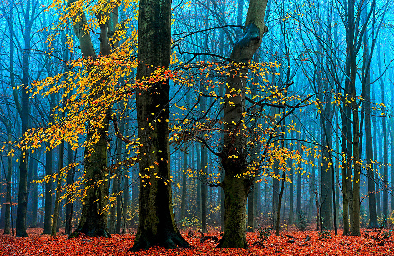 Photo Wall Mural-FOREST LEAF-(7977)-NON WOVEN-Wallpaper-Yellow Blue Red Tree XXL