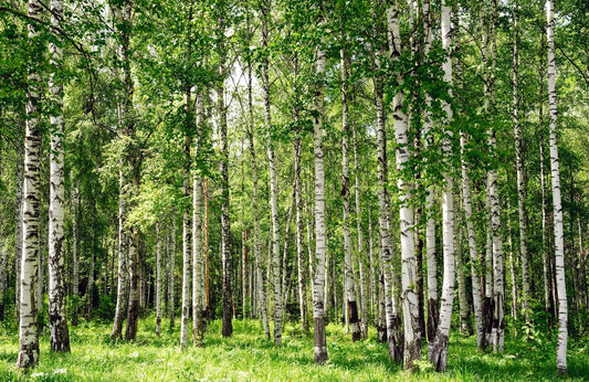 Photo Art Wall Mural-FOREST SUN-(013)-NON WOVEN-Wallpaper-Unique Modern Deco XXL