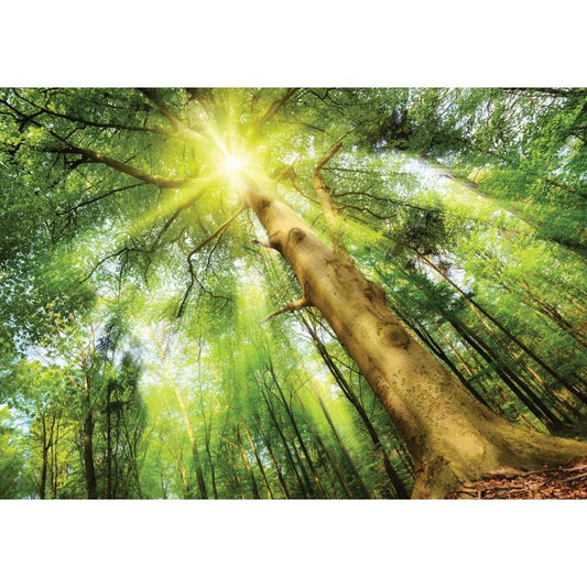 Fototapete WALD-(C10112)-Vlies-Tapete-Waldfläche Baum Sonne Bäume Licht XXL