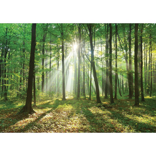 Fototapete WALD-(C10329)-Vlies-Tapete-Waldfläche Baum Sonne Bäume Licht XXL (Copy)
