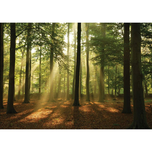 Fototapete WALD-(C10331)-Vlies-Tapete-Waldfläche Baum Sonne Bäume Licht XXL
