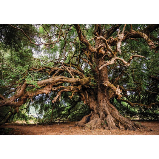 Fototapete GROSSER BAUM-(C13011) - Vliestapete -Festem StammNatur Wald XXL