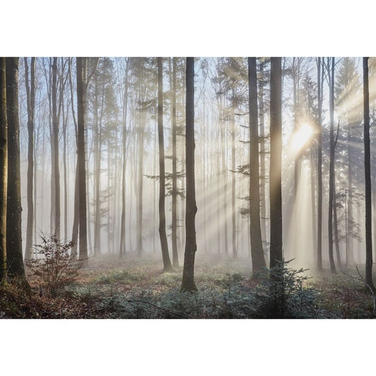 Fototapete WALD-(C13136)-Vlies-Tapete-Waldfläche Baum Nebel Bäume Licht XXL
