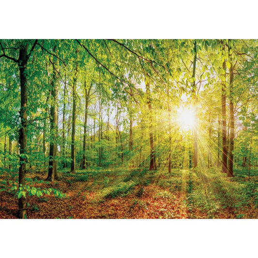 Fototapete WALD-(C13462)-Vlies-Tapete-Waldfläche Baum Sonne Bäume Licht XXL