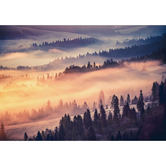 Fototapete WALD-(C13572)-Vlies-Tapete-Waldfläche Baum Sonne Bäume Licht XXL
