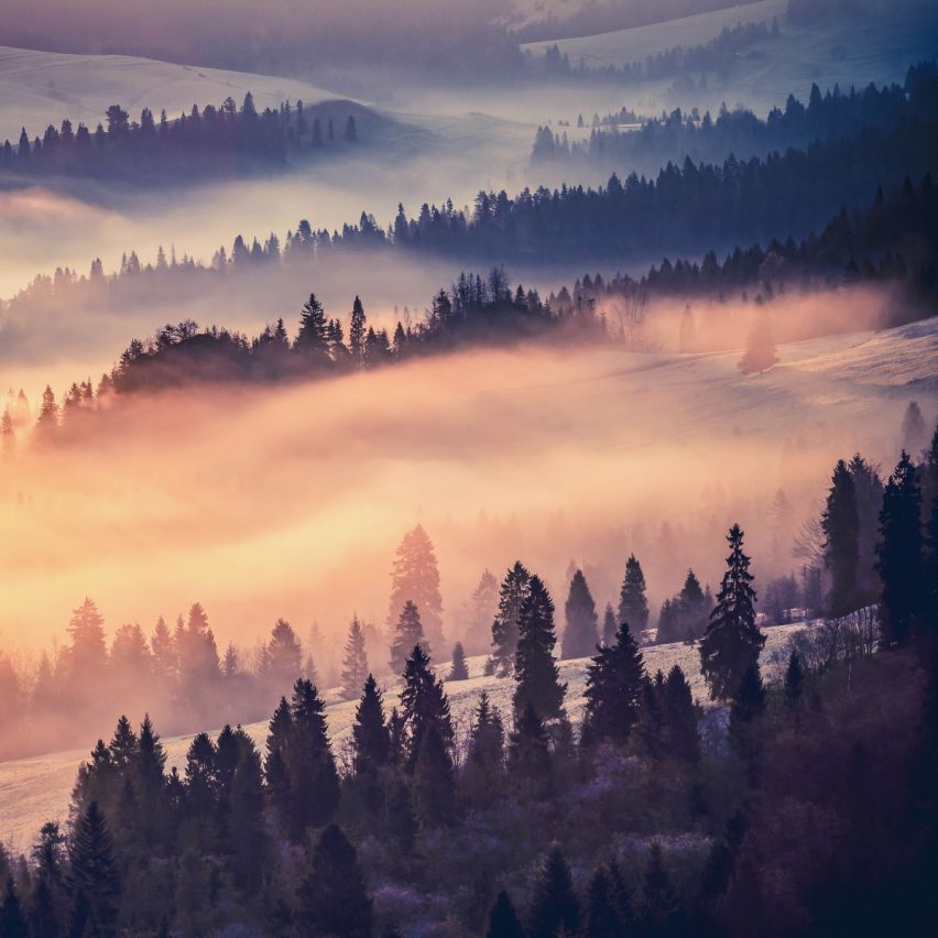 Fototapete WALD-(C13572)-Vlies-Tapete-Waldfläche Baum Sonne Bäume Licht XXL