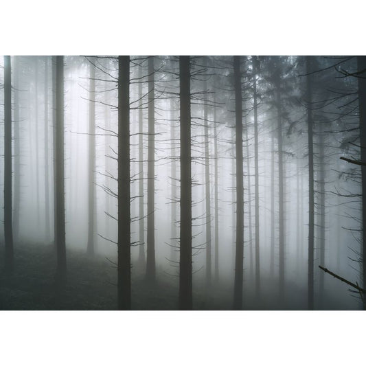 Fototapete WALD-(C13916)-Vlies-Tapete-Waldfläche Baum Sonne Bäume Licht XXL