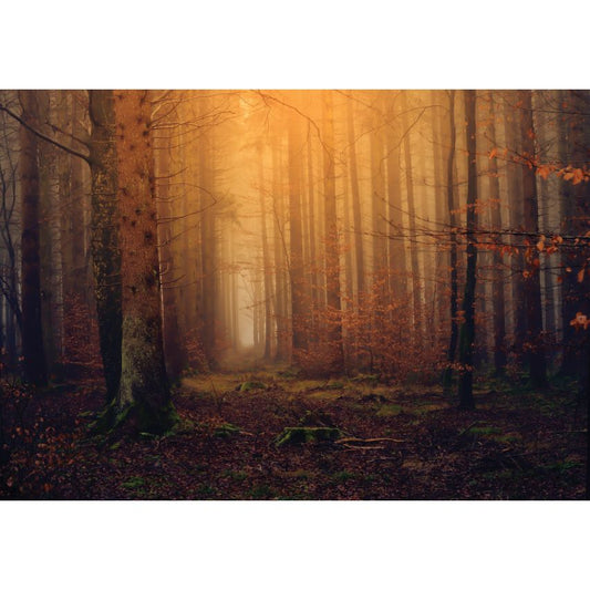 Fototapete WALD-(C13918)-Vlies-Tapete-Waldfläche Baum Nebel Bäume Licht XXL