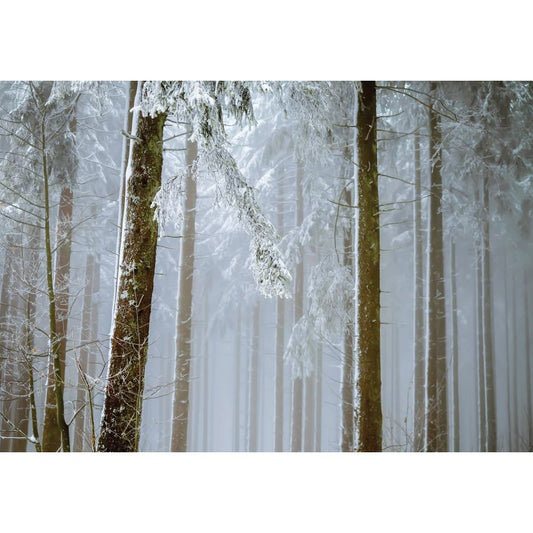 Fototapete WALD-(C13919)-Vlies-Tapete-Waldfläche Baum Schnee Bäume Licht XXL