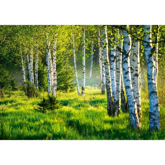 Fototapete WALD-(C14174)-Vlies-Tapete-Waldfläche Baum Sonne Bäume Licht XXL