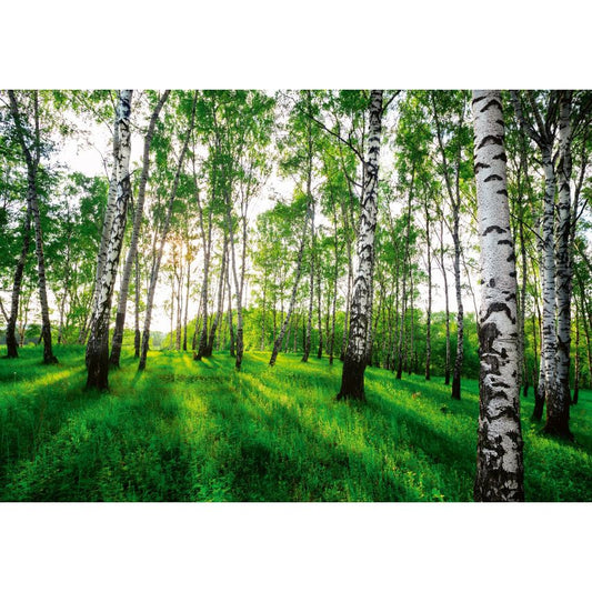 Fototapete WALD-(C14175)-Vlies-Tapete-Waldfläche Baum Sonne Bäume Licht XXL