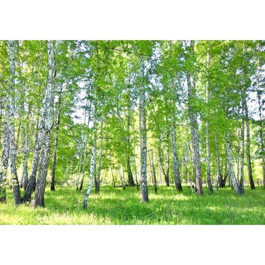 Fototapete WALD-(C14182)-Vlies-Tapete-Waldfläche Baum Sonne Bäume Licht XXL