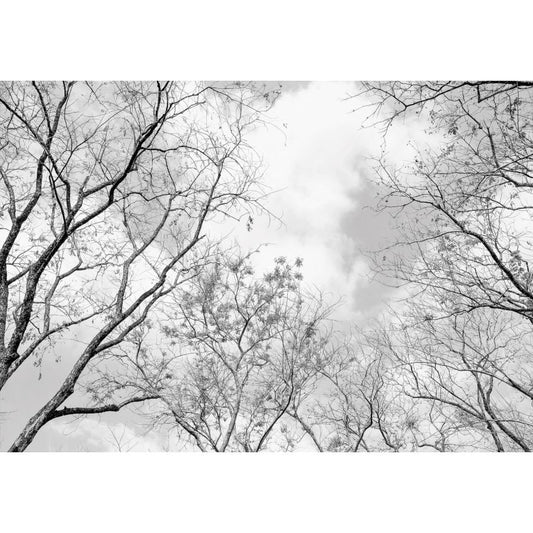 Fototapete WALD-(C14184)-Vlies-Tapete-Waldfläche Baum Sonne Bäume Licht XXL