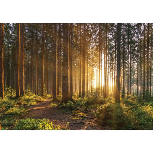 Fototapete WALD-(C14185)-Vlies-Tapete-Waldfläche Baum Sonne Bäume Licht XXL