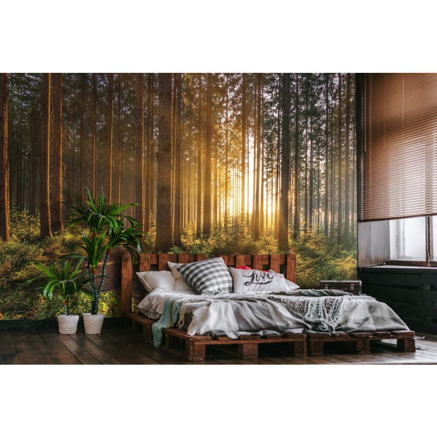 Fototapete WALD-(C14185)-Vlies-Tapete-Waldfläche Baum Sonne Bäume Licht XXL
