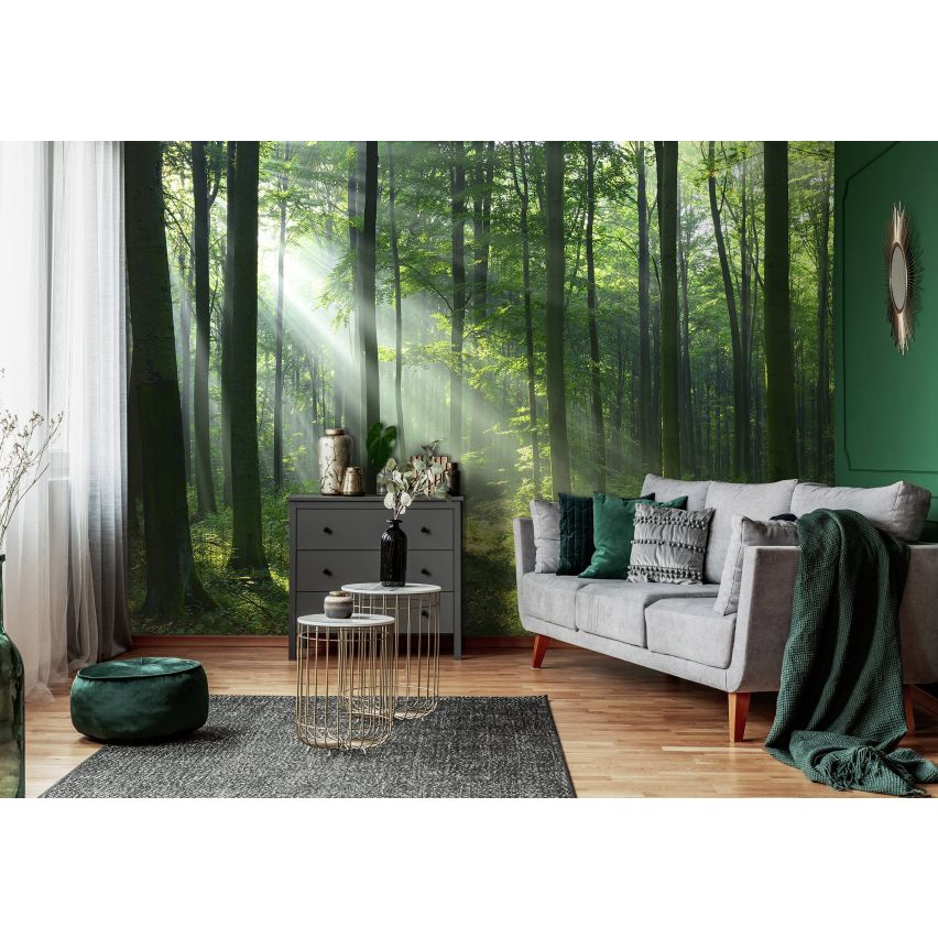 Fototapete WALD-(C14420)-Vlies-Tapete-Waldfläche Baum Sonne Bäume Licht XXL