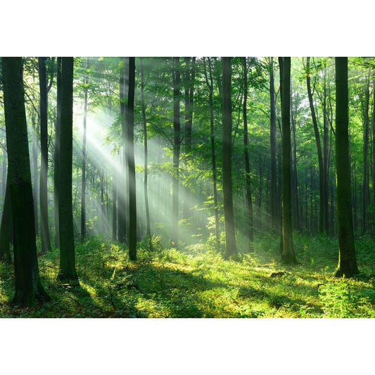 Fototapete WALD-(C14420)-Vlies-Tapete-Waldfläche Baum Sonne Bäume Licht XXL