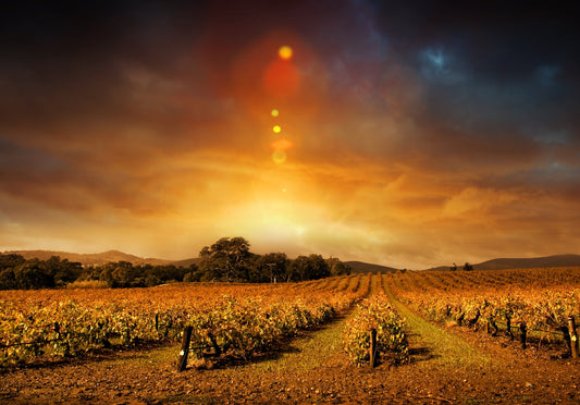 Photo Wall Mural-VINEYARD-(3209J)-NON WOVEN-Wallpaper-Grape Trunk Wine Grow harv