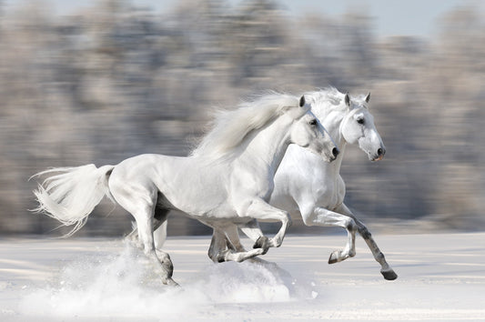 Photo Wall Mural-ROYAL WHITE-(3266J)-NON WOVEN-Wallpaper-Stalions Horses Animals