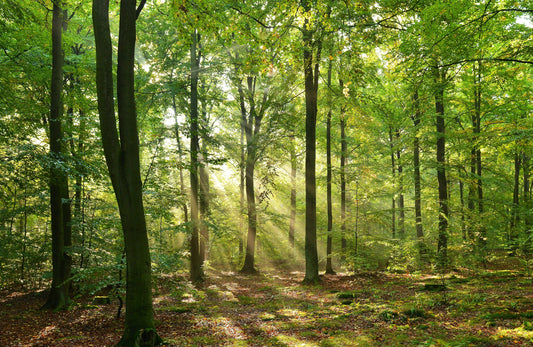 Photo Wall Mural-GLADE FOREST-(363)-NON WOVEN-Wallpaper-Nature Sky Sunshine XXL