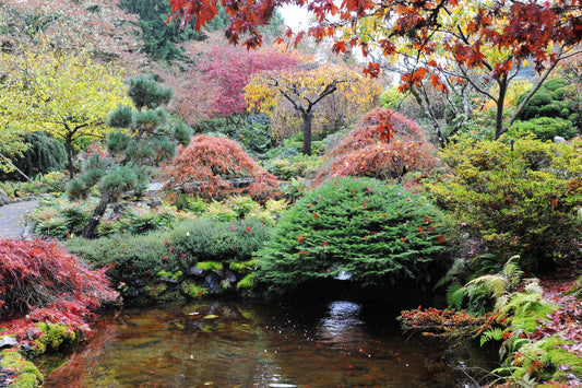 Fototapete VLIES-GARTEN TEICH-(4032S)-Botanik Pflanzenkunde XXL
