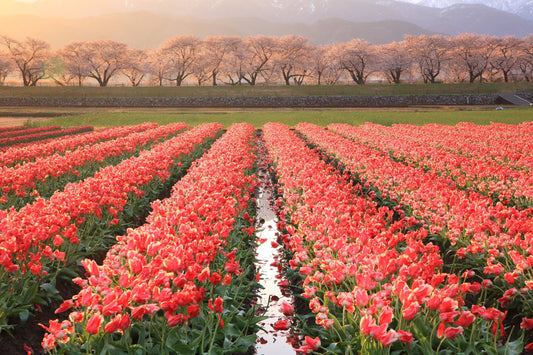 Photo Wall Mural-SUNSET SPRING BLOSSOM-(4120)-NON WOVEN-Wallpaper-Nature Sun XXL