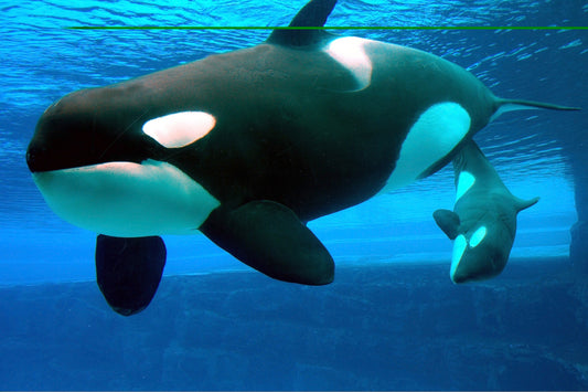 Fototapete VLIES-SCHWERTWAL-(418S)-Tier Killerwal Orca Delfine Leben im Meer XXL