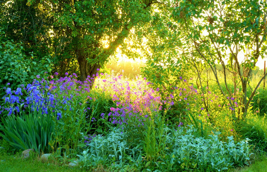 Photo Mural Art Wallpaper-(5241)-GARDEN PARK-NON WOVEN-Nature View Trees XXL