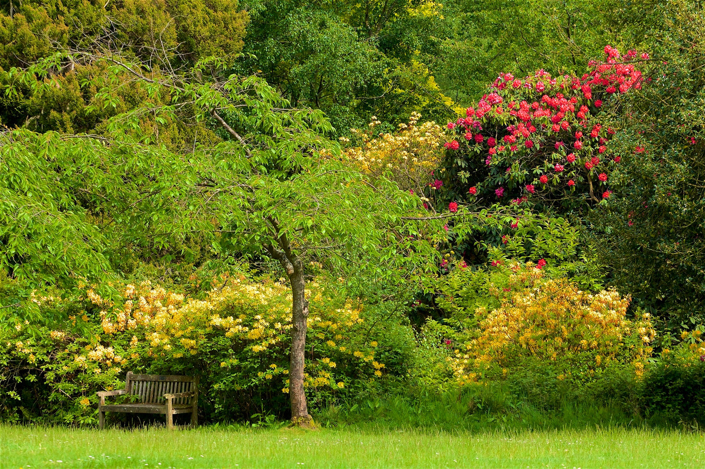 Photo Mural-GREEN PARK-(5426)-NON WOVEN-Wallpaper-Wall-Art-Flower Blossom XXL